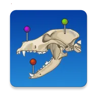 vet Anatomyv4.3.1 �ٷ�����