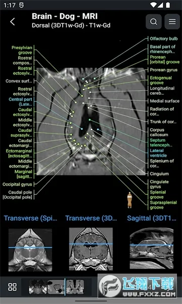 vet Anatomyv4.3.1 �ٷ�����
