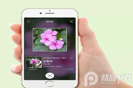 ��ɫ2026����