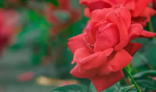 С԰��׷��app���ع�����