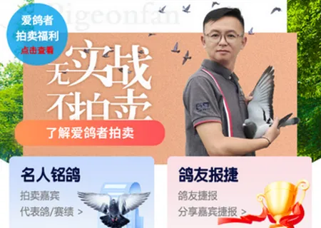 爱鸽者(赛鸽管理平台) 爱鸽者(赛鸽管理平台)