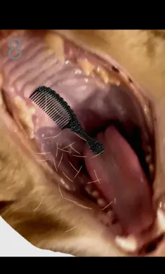 ��è��ë(è��ë������Ϸ)v1.0 ��׿��